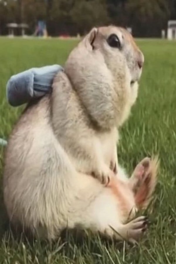 Marmotia