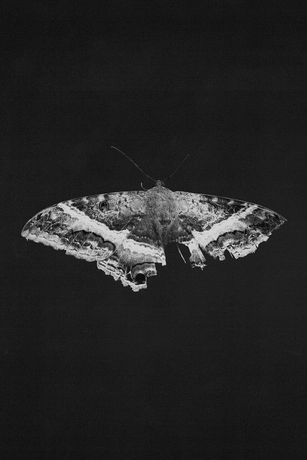 To Pimp a Butterfly