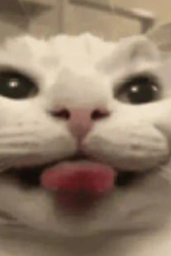 The cat