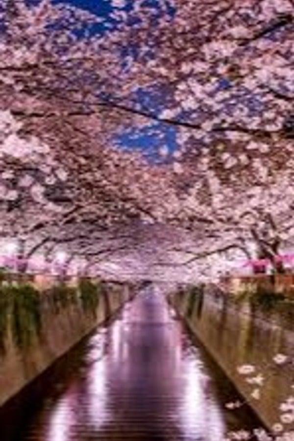 The Sakura Saga