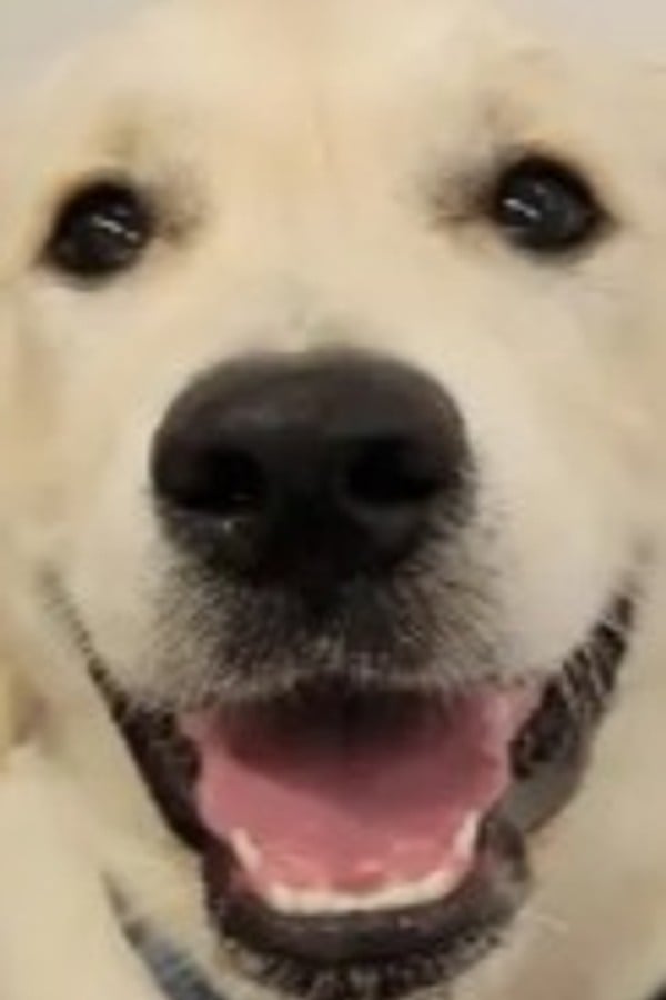 Dog2 Discography