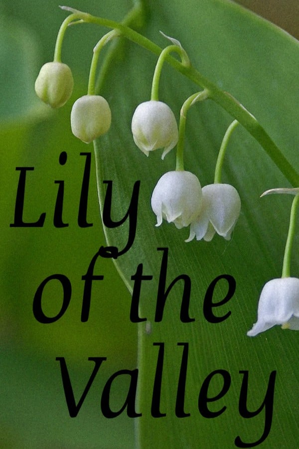 Lily of the Valley