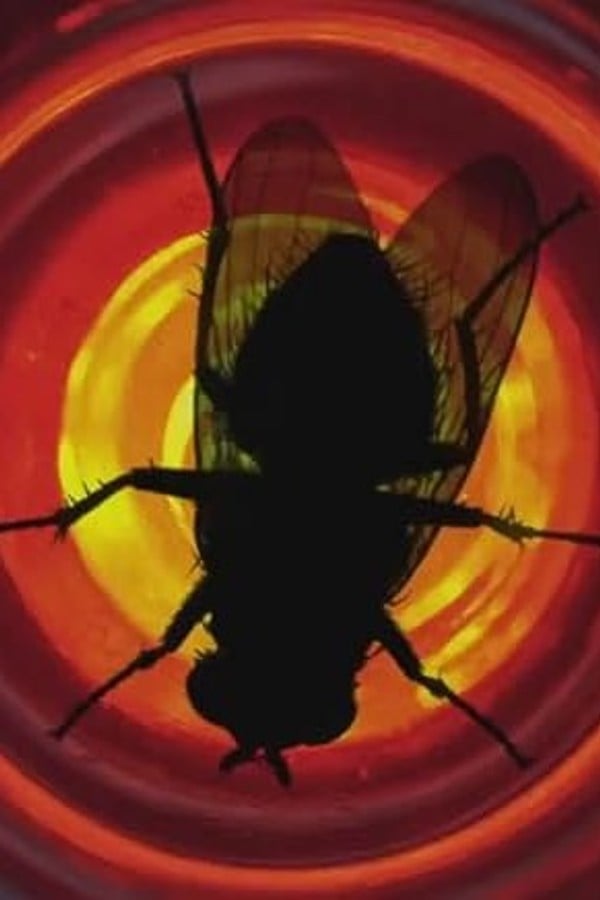 Fly