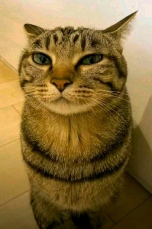 CATastrophic