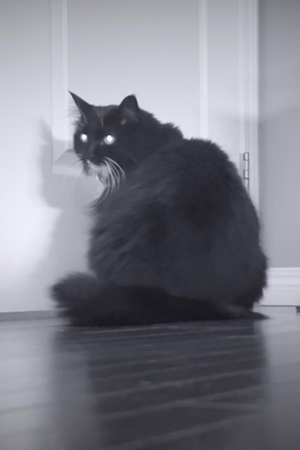 Camera Lady