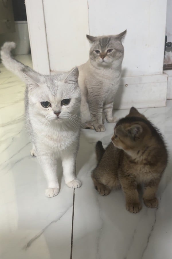 Rating all my cats!