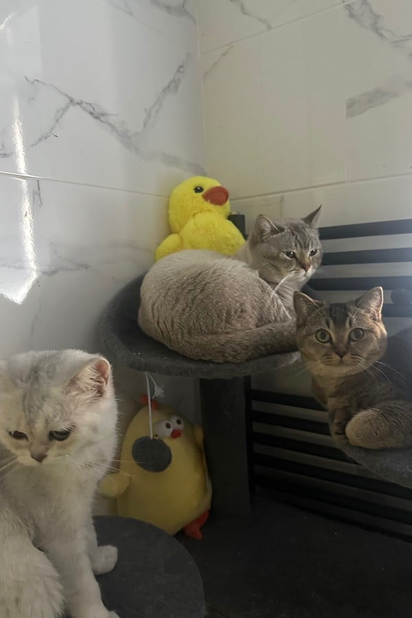 Rating My Cats