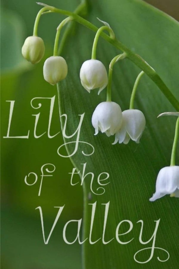 Lily of the Valley