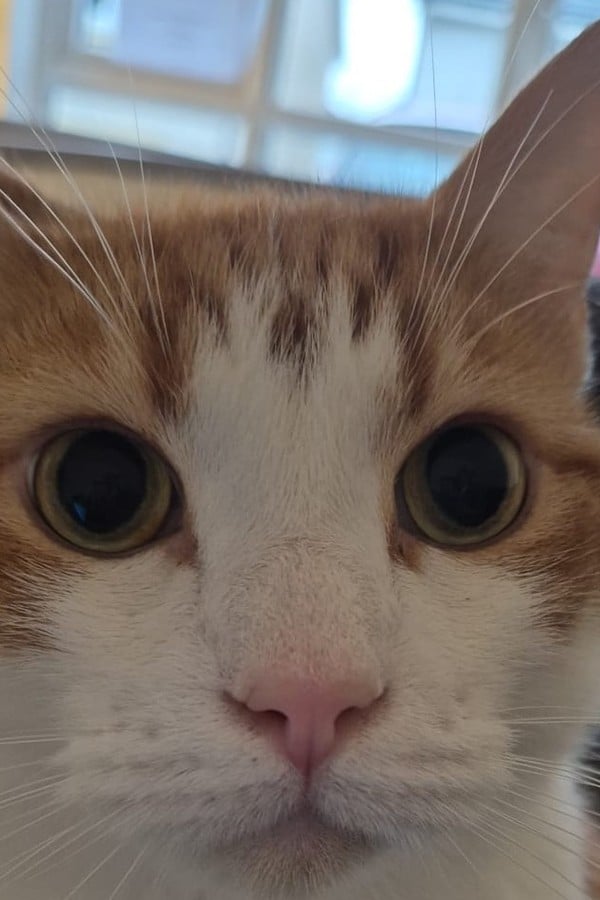 Fergus