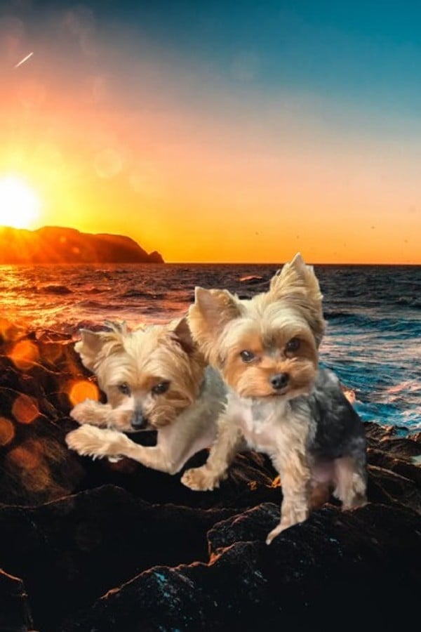 Chewy & Bubbles In Space