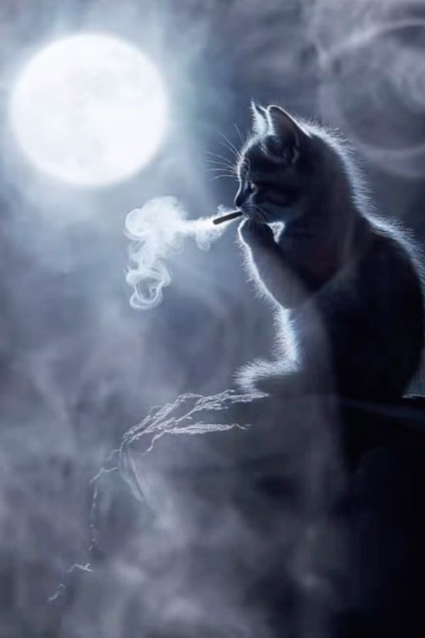 The Vaping Kitten