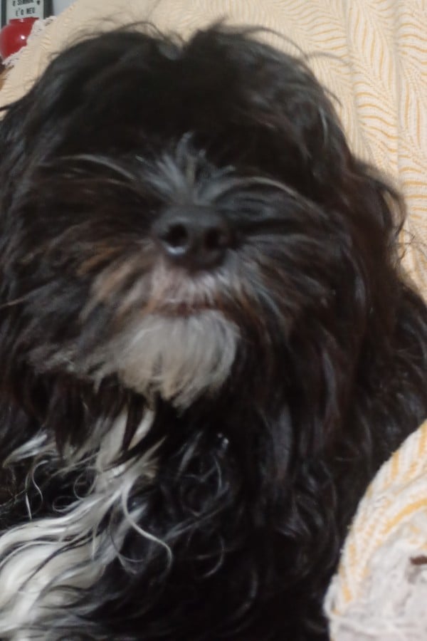 Mr.dog