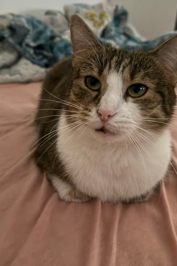 SIMON