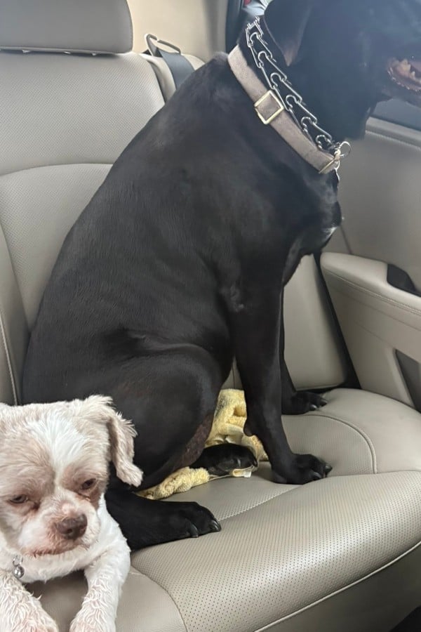 Adventures of Dog